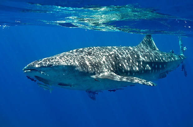 Tubarão-baleia com mais de 10 metros é avistado no litoral norte da Bahia